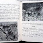 Giuseppe Scortecci, Animali come sono, dove vivono, come vivono, Ed. Labor, 1957