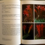 Rob Bregman, The Genus Matucana. Biology and systematics of fascinating Peruvian cacti, Ed. Balkema, 1996