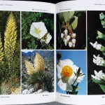 R. & M. Orr, J. Klimas e A. Cunningham,Wildflowers of North America, Ed. Alfred A. Knopf, 1974