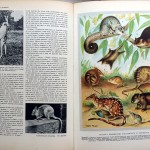 Léon Bertin e Paola Manfredi, Gli animali e la loro vita, Ed. De Agostini, 1958
