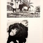 Herbert Wendt, L’altra storia della Terra. Miti e realtà del mondo animale, Ed. Aldo Martello, 1959