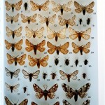 C. Flamigni, G. Fiumi e P. Parenzan, Lepidotteri eteroceri d’Italia. Geometridae Ennominae I, Ed. Natura, 2007