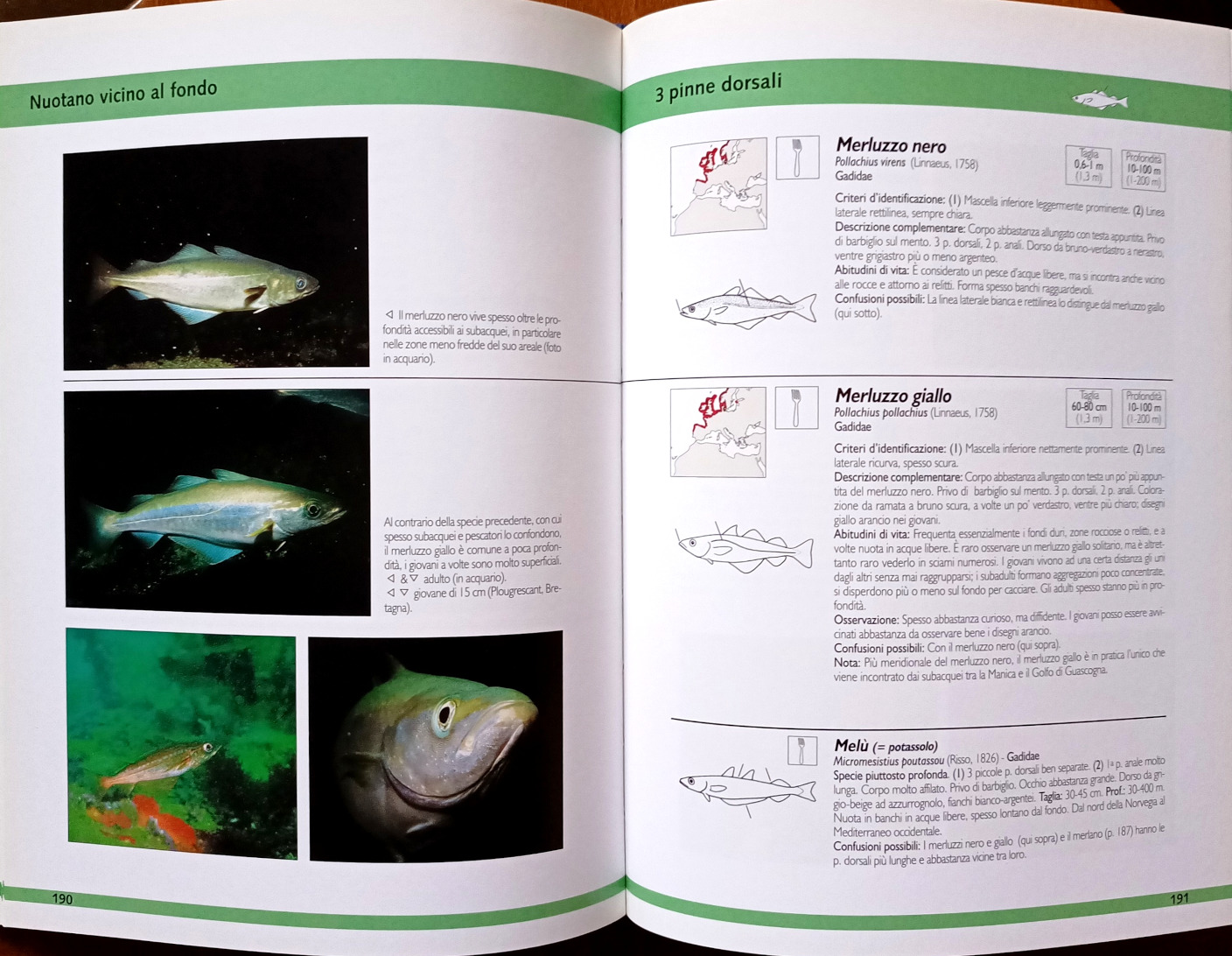 Patrick Louisy, Guida all’identificazione dei Pesci Marini d’Europa e del Mediterraneo, Ed. il Castello, 2006