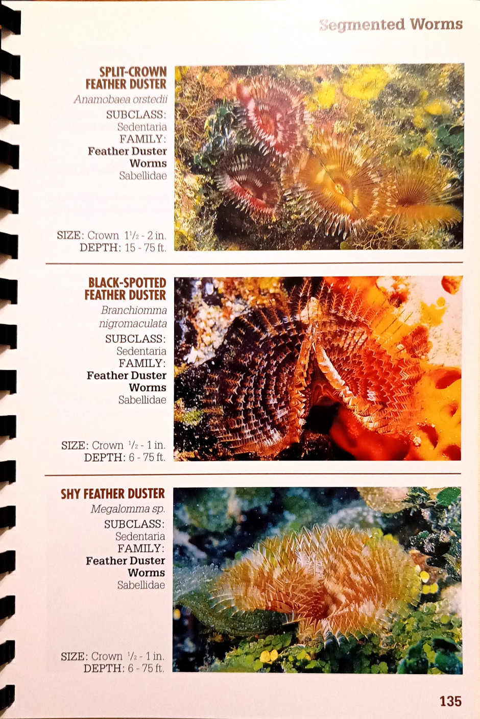 Paul Humann, Reef creature identification [Florida, Caribbean, Bahamas], Ed. Vaughan, 1992