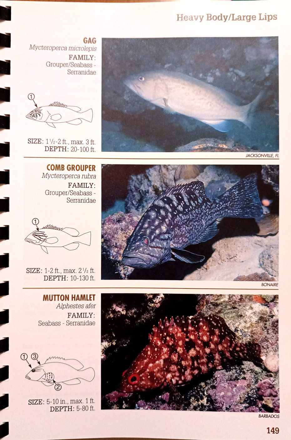 Paul Humann, Reef fish identification [Florida, Caribbean, Bahamas], Ed. Vaughan, 1994